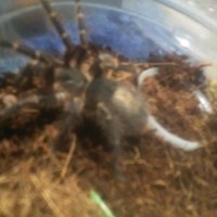 Grammostola pulchripes