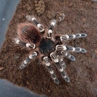 New Pet (Acanthoscurria Geniculata)