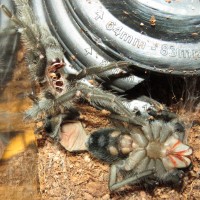 Freshly Molted Grammostola pulchra With Exuviae