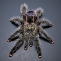 Avicularia urticans