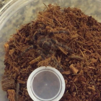G. pulchripes about to crunch a mealworm
