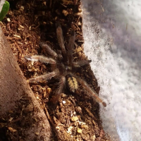 My new P. cambridgei sling