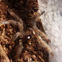 Pooping P. cambridgei