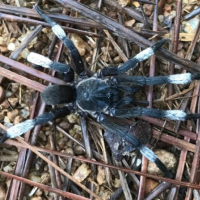 Unknown tarantula from Sri Lanka