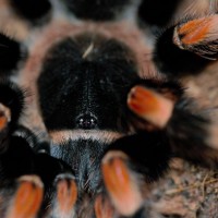 B. Smithi