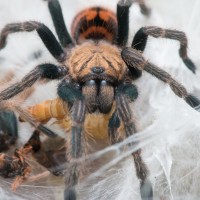 C. cyaneopubescens post molt meal