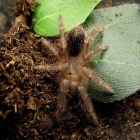 G. pulchripes