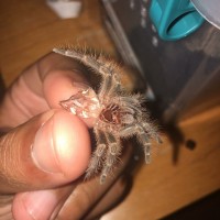 Grammostola pulchripes