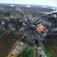 A. Avicularia