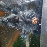 A. Avicularia 2