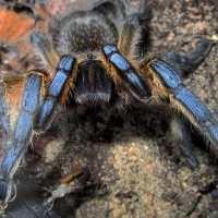 Harpactira pulchripes