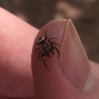 Little jumping spider <3