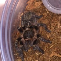 Regina snacking on a mealworm