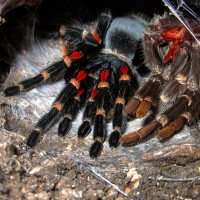 Brachypelma auratum