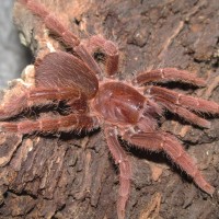 P. muticus