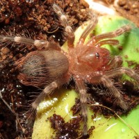 Acanthoscurria geniculata Sling