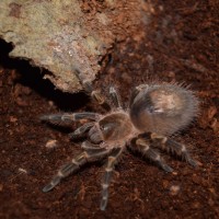 Grammostola pulchripes