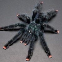 Avicularia avicularia (morphotype #6)