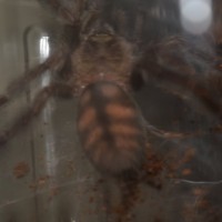 P. irminia