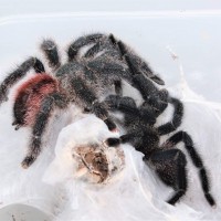 Avicularia variegata