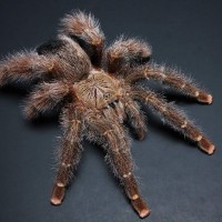 Avicularia rufa