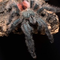 Avicularia variegata