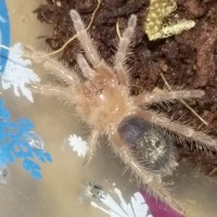Chaco Sling getting ready to molt maybe?