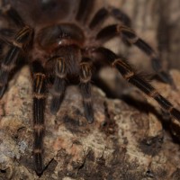 G. pulchripes