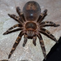 G. pulchripes