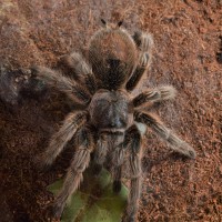 G. rosea/porteri female