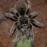 G. rosea/porteri female