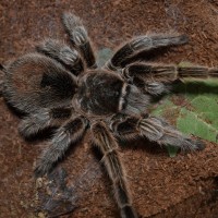 G. rosea/porteri female