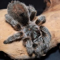 G. rosea/porteri female