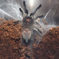 M. balfouri post molt