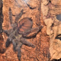 P. irminia rehoused