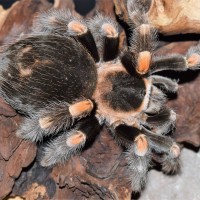 B. smithi AF