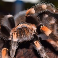 B. smithi AF