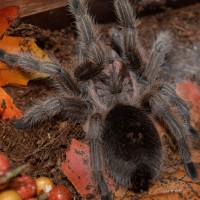 G. rosea/porteri