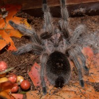 G. rosea/porteri