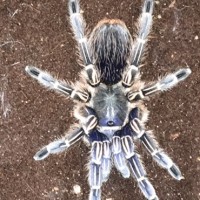 Aphonopelma seemanni? Acanthoscurria brocklehursti?