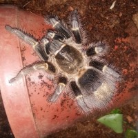 G pulchripes