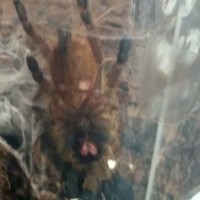 P.Murinus L5 is it male or female?