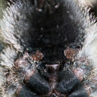 Avicularia Avicularia, Male or Female?