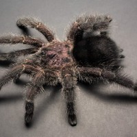 Avicularia purpurea