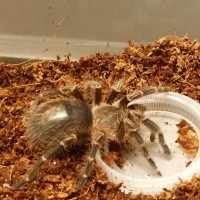 G. Pulchripes