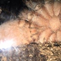 Aphonopelma seemanni Sexing