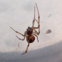 Steatoda triangulosa