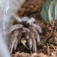 G. pulchra