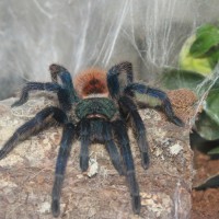 GBB juvenile female astride her hide