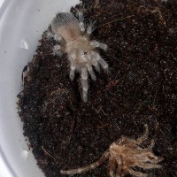 A. geniculata